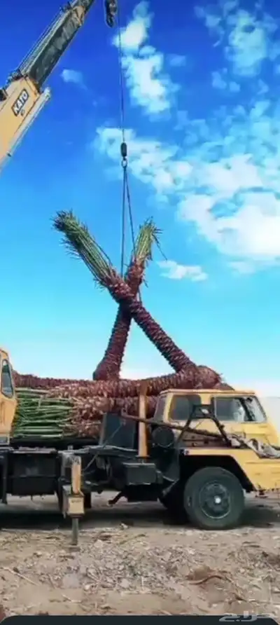 يوجد لدينا جميع انواع انخيل 1