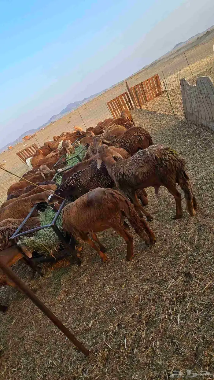ذبائح حريه وسواكن من البر ومشروطه من كل شي نظيفه 1