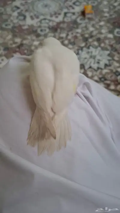 طير روز اليف هدد نشبههه ( تم البيع الله يبارك للمشتري) 1