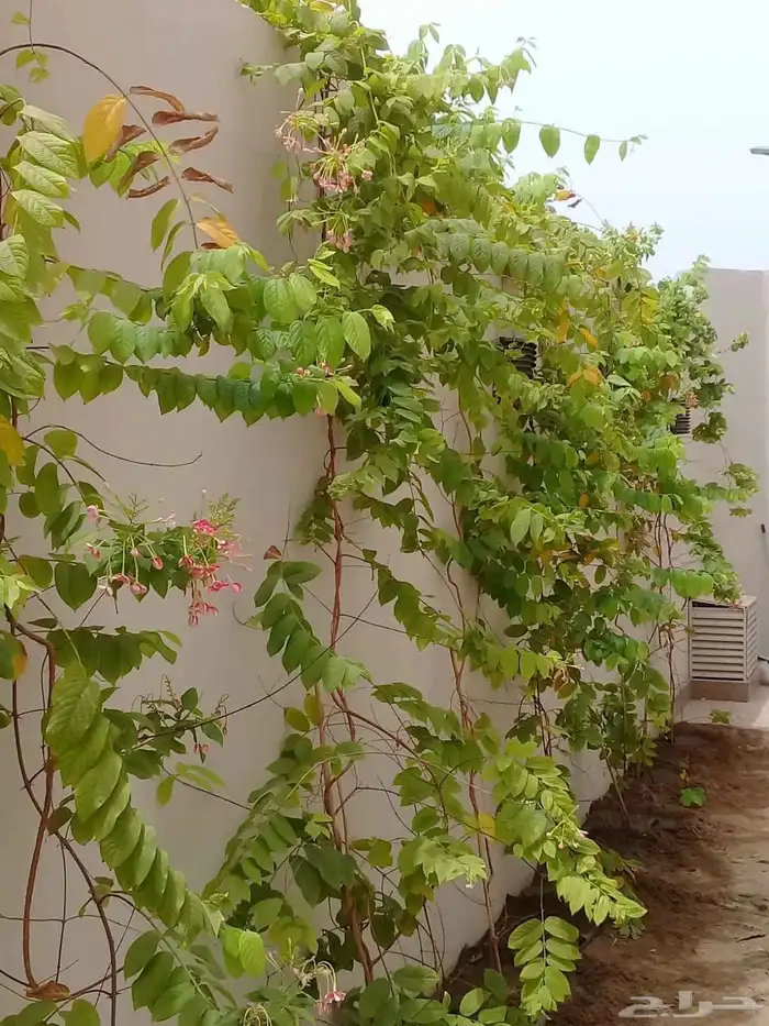 تنسيق حدائق زراعه المراكن زراعه الاحواض عمل شبكات ري 13