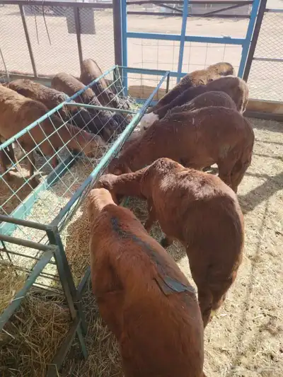 برابر صوماليه وسواكن 0