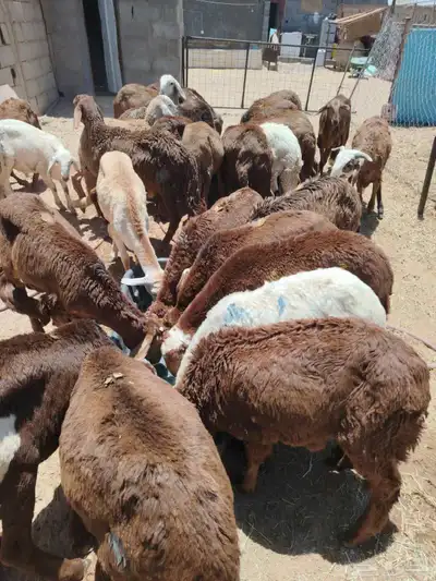 برابر صوماليه وسواكن 1