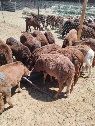 برابر صوماليه وسواكن 2
