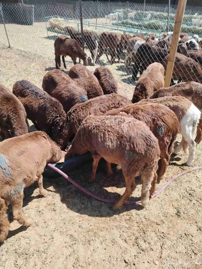 برابر صوماليه وسواكن 2