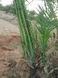 فسايل نخيل مثمرة جميع الانواع والكميات 0