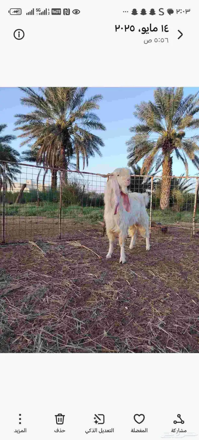 تيس فحل صنف تهجين الكويت 2