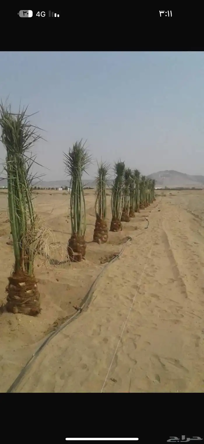 يوجد لدينا نخل طيب ومقاسات مناسبة ونوايع فاخره كلها مثمره 5