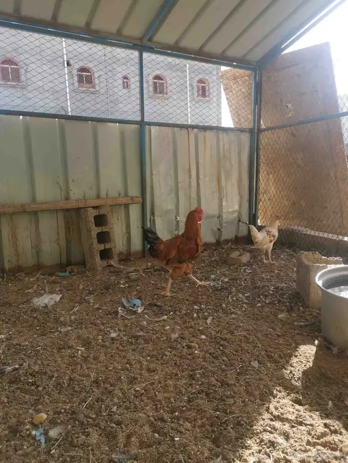 دجاج فرنسي للبيع 3