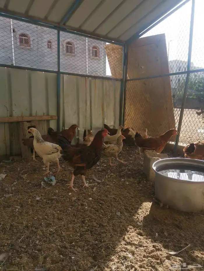 دجاج فرنسي للبيع 5