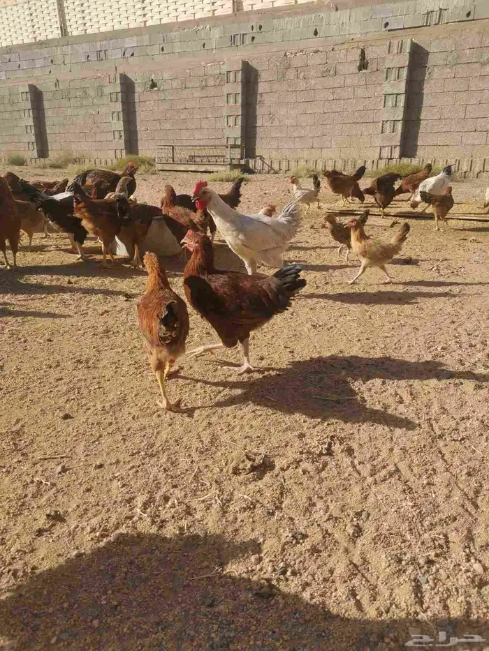 دجاج فرنسي للبيع 0