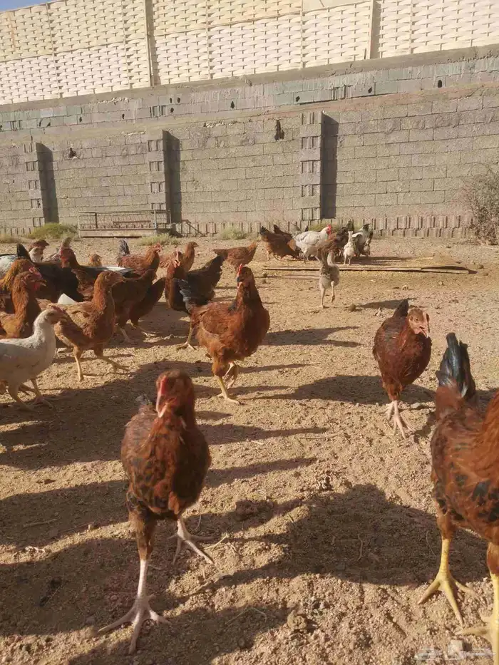 دجاج فرنسي للبيع 1