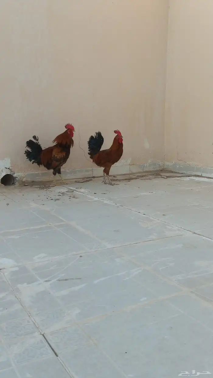 ديوك للبيع العدد 2 0
