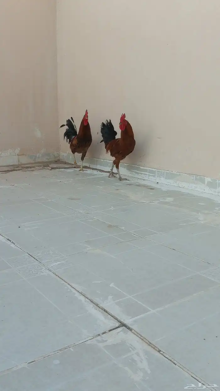 ديوك 0