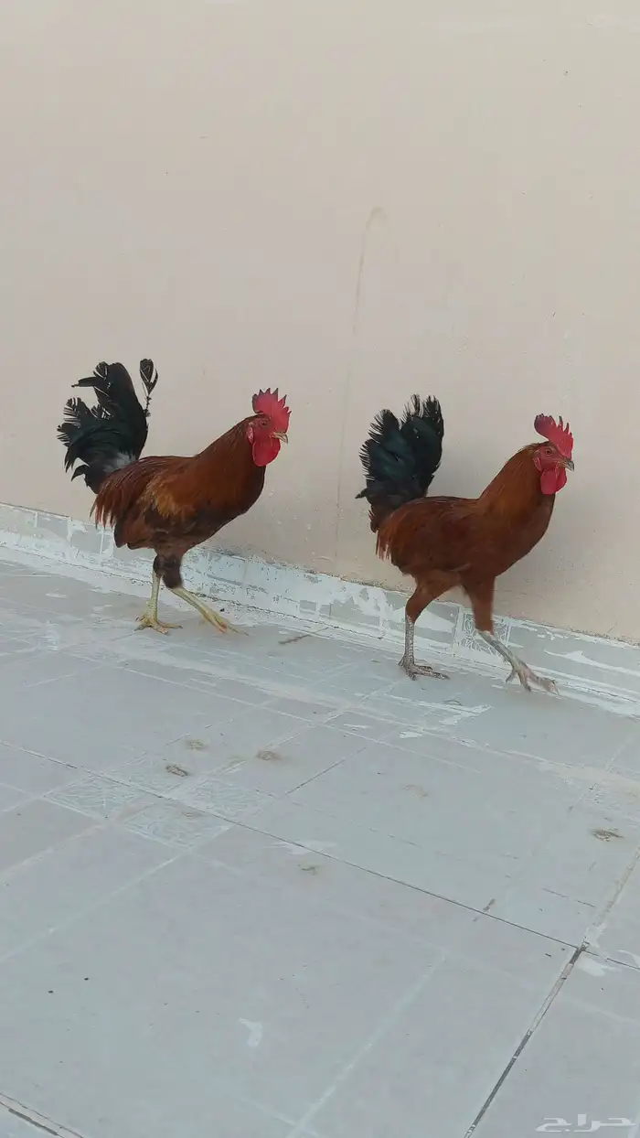 ديوك 2