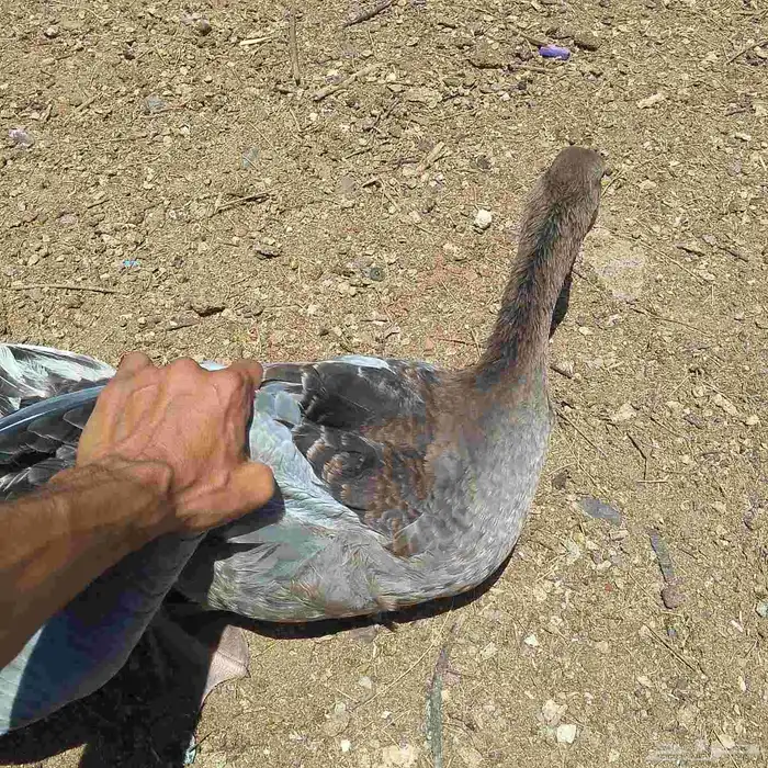 وز حجم طيب وفروخ 0