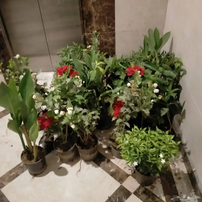 تنسيق حدائق زراعه المراكن زراعه الاحواض عمل شبكات ري 9