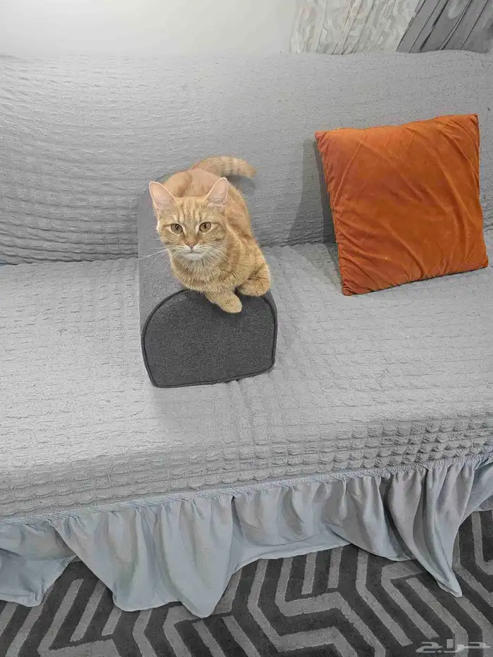 قطه انثى لعوبه نظيفه 2