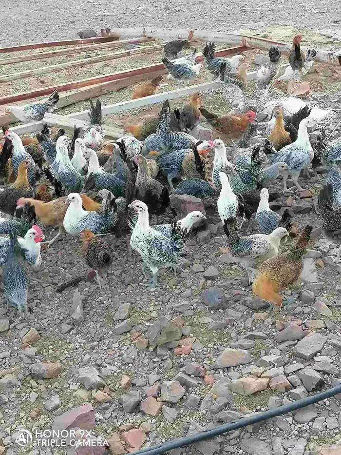 صوص بلدي. للبيع محصن واخذ جميع التحصينات.العدد 120. 8