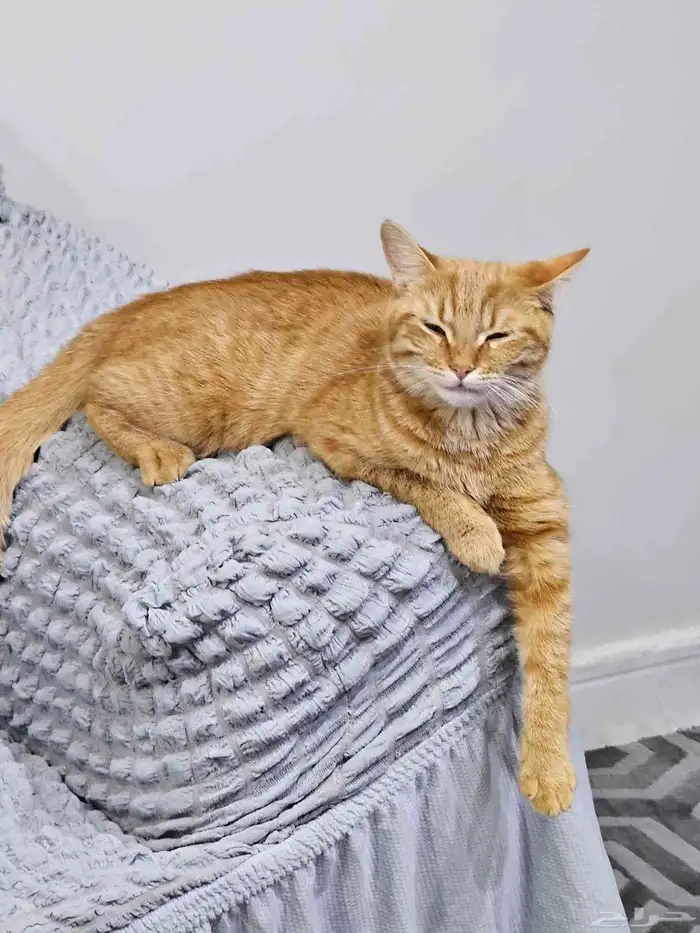 قطه انثى لعوبه نظيفه 0