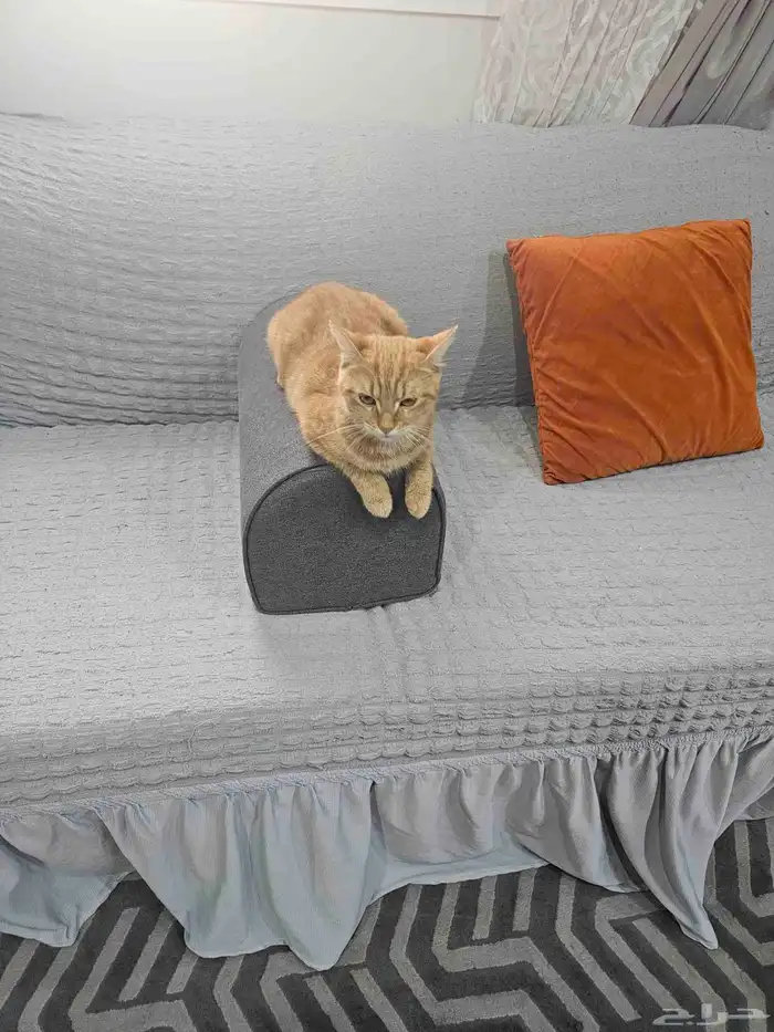 قطه انثى لعوبه نظيفه 3