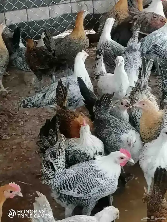 صوص بلدي. للبيع محصن واخذ جميع التحصينات.العدد 120. 3