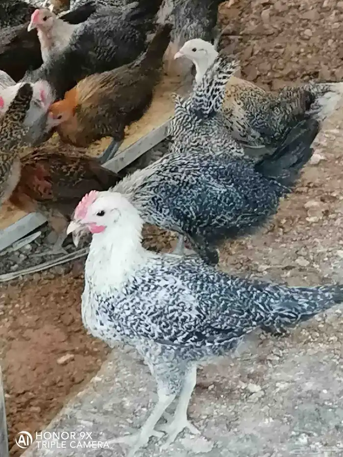 صوص بلدي. للبيع محصن واخذ جميع التحصينات.العدد 120. 0
