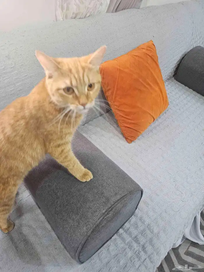 قطه انثى لعوبه نظيفه 4