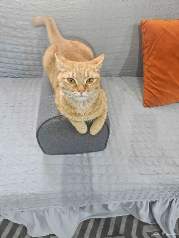 قطه انثى لعوبه نظيفه 1