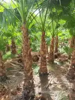 ابوناصر لتوريد جميع انواع النخيل العربي وواشنطن 1