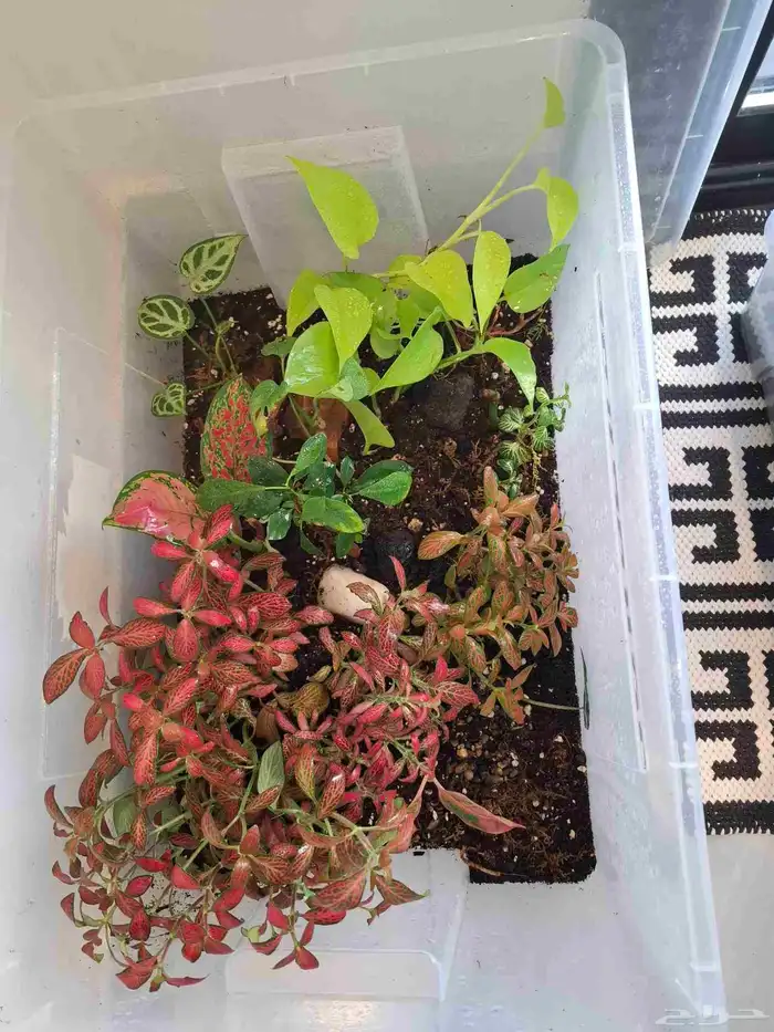 تيراريوم 10 نباتات 3