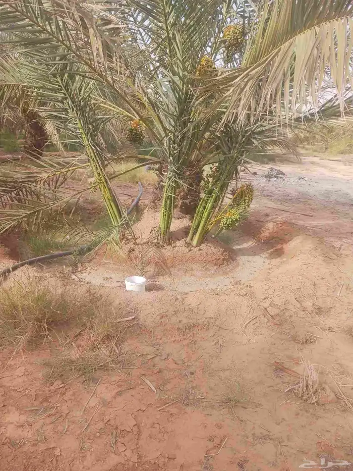 يوجد لدينا جميع انواع النخيل المثمرة وزينه 8