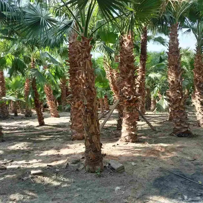 يوجد لدينا جميع انواع النخيل المثمرة وزينه 1