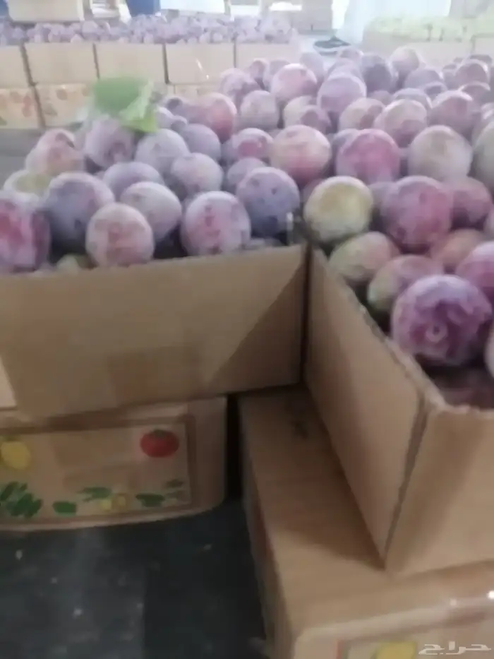 برشومي الشفا مع التوصيل مجاني للمنزل وبخارا سكري الشفا 4