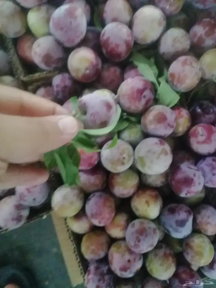 برشومي الشفا مع التوصيل مجاني للمنزل وبخارا سكري الشفا 2