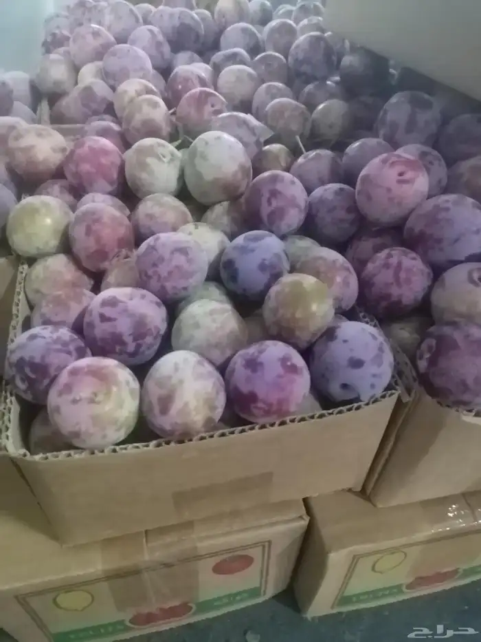 برشومي الشفا مع التوصيل مجاني للمنزل وبخارا سكري الشفا 3