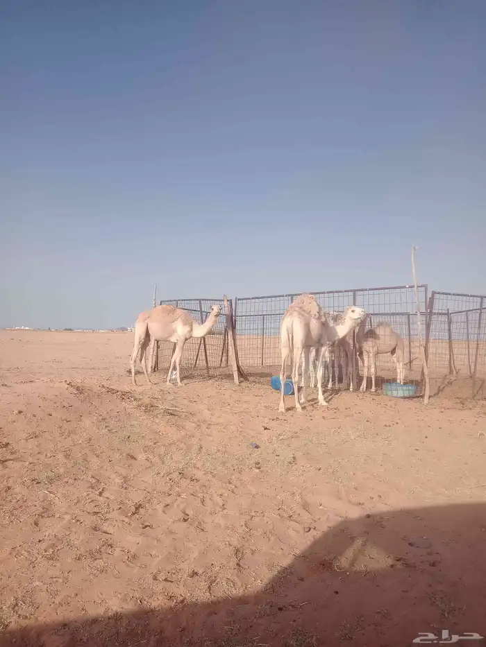 للبيع قعدان 2 0