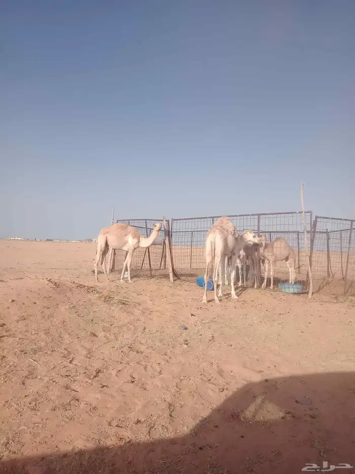 للبيع قعدان 2 1