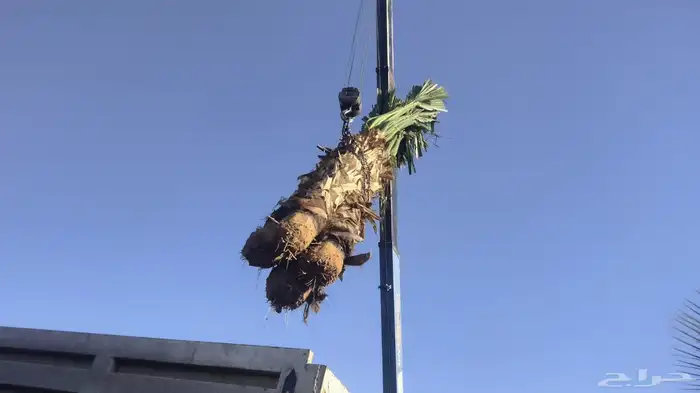 نخيل عربي واشنطن جميع المقاسات 9