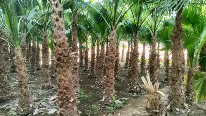 نخيل عربي واشنطن جميع المقاسات 8