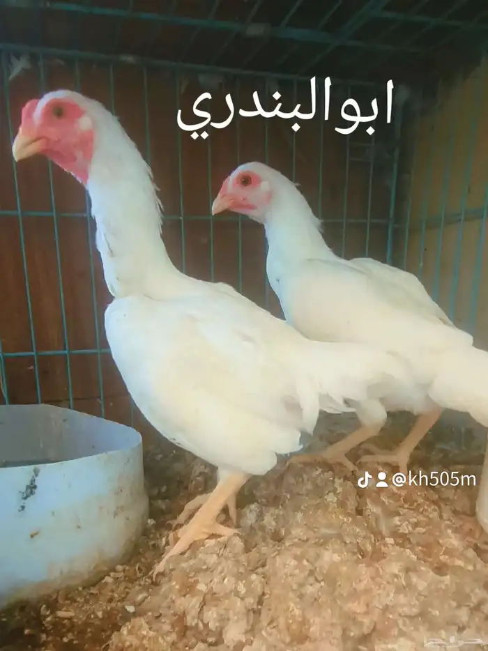 دجاج كوشاموفارسي قزم 0