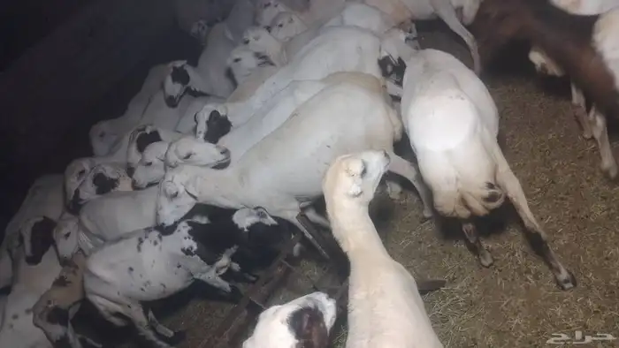 ضان للبيع العداد 50مولدات 10حبات وا 40دفيع سلامه من اي مرض 1