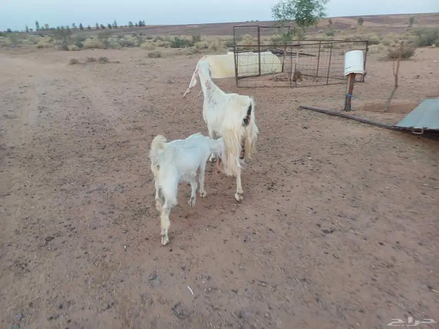 للبيع عنز مطور معه بنته 1
