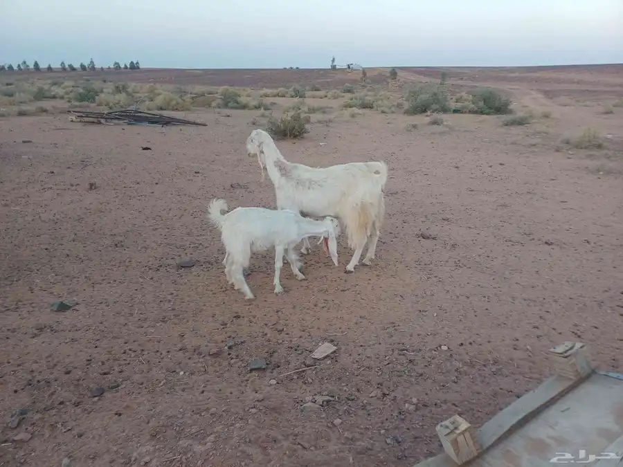 للبيع عنز مطور معه بنته 3
