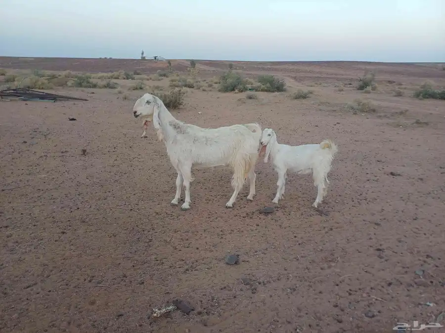 للبيع عنز مطور معه بنته 0