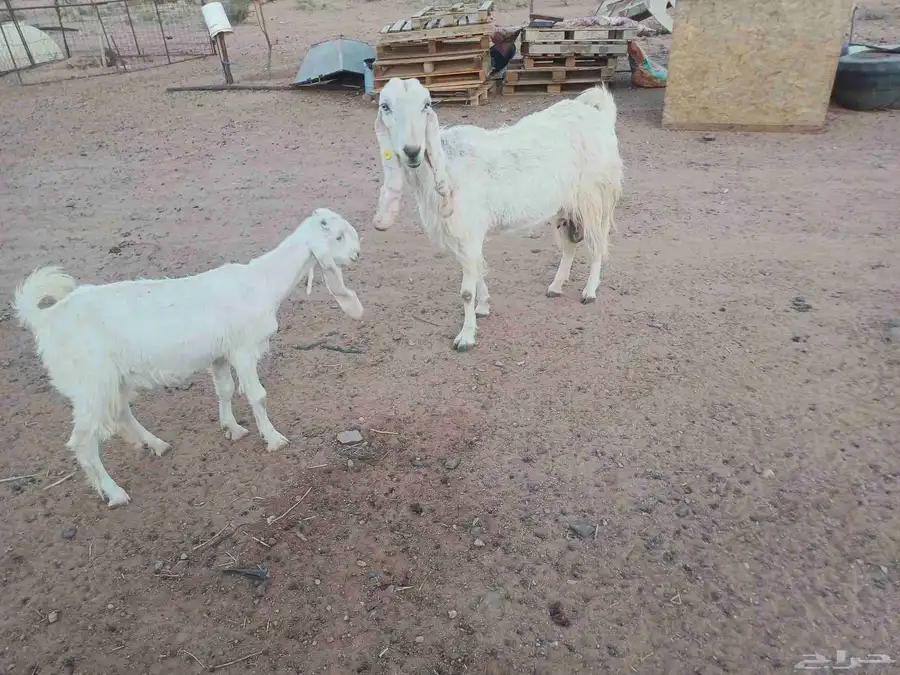 للبيع عنز مطور معه بنته 4