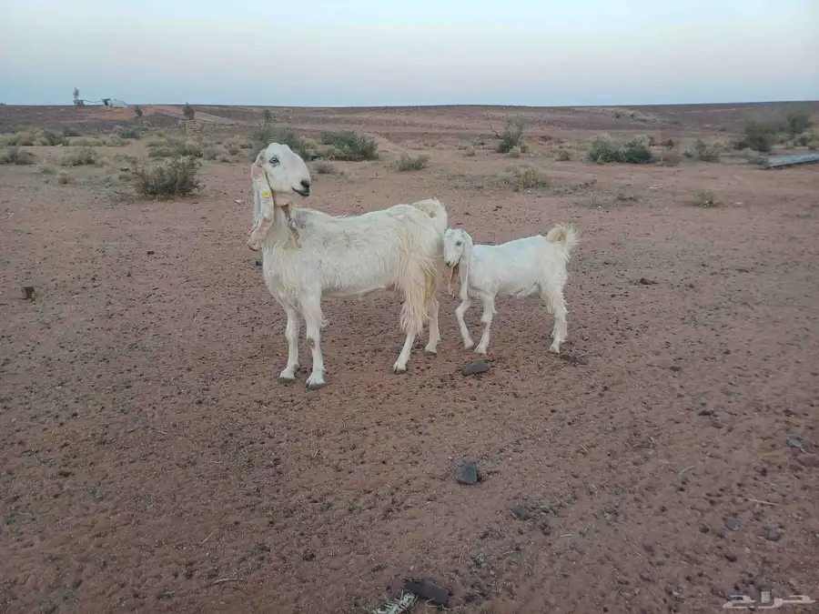للبيع عنز مطور معه بنته 2