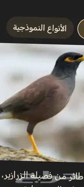 عندي طيور 3 صغيره في العش. 0