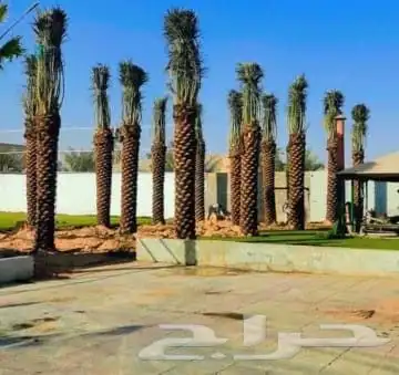مقاول.شبوك 1