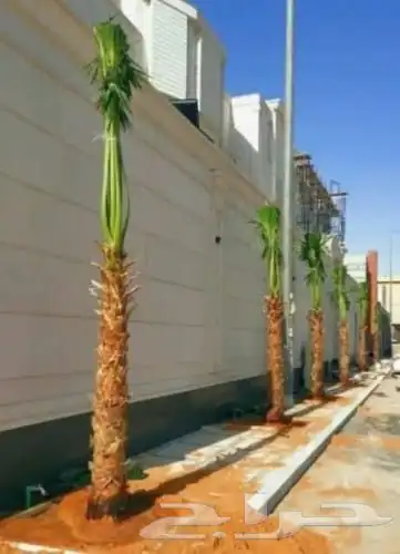 مقاول.شبوك 5