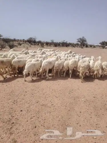 غنم طيبه العدد 82 فحولها 2 مراح واحد ديوس سليمه وصحه سليمه 2